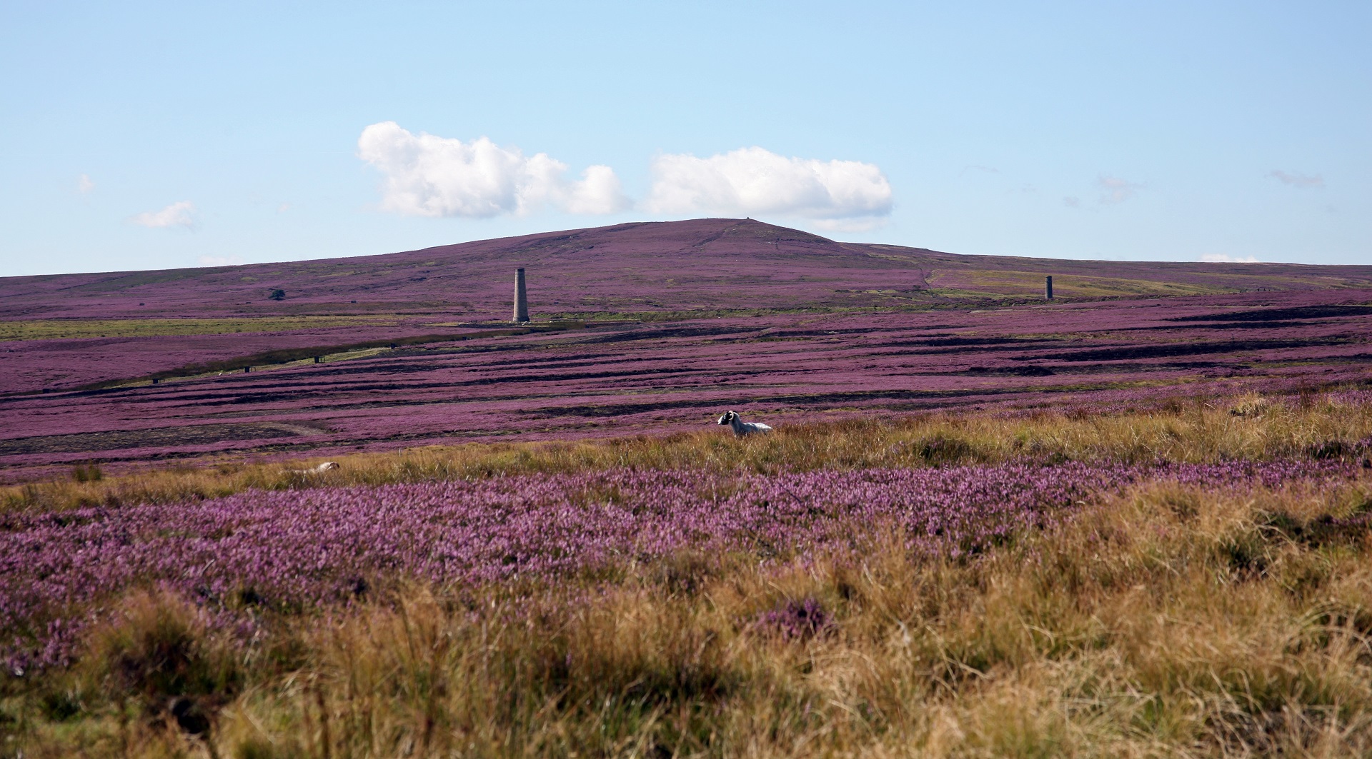 Heather moors 5